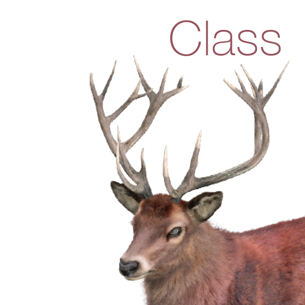 Class image deer