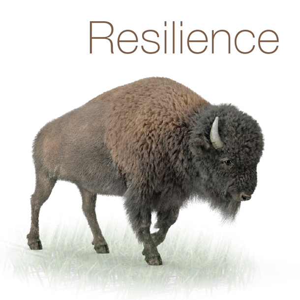 Resilience picture - buffalo