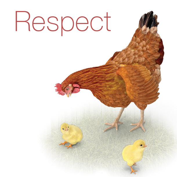 respect title with rooster and chickens